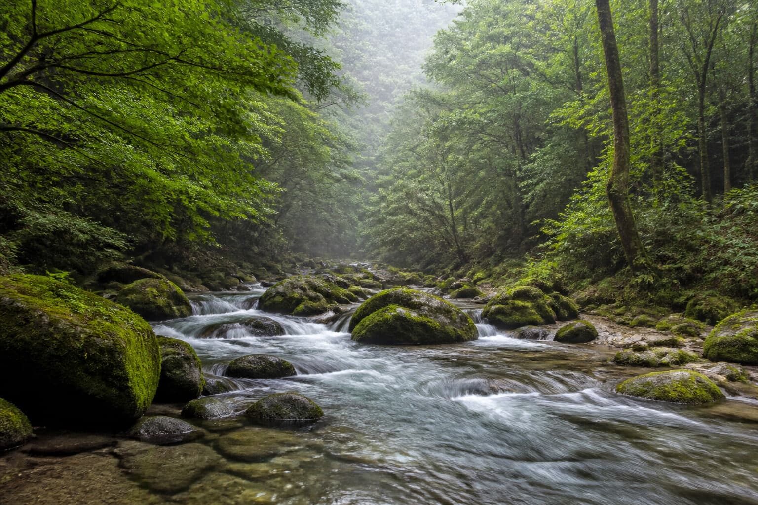 苔むした岩の間を流れる緑の森の清流