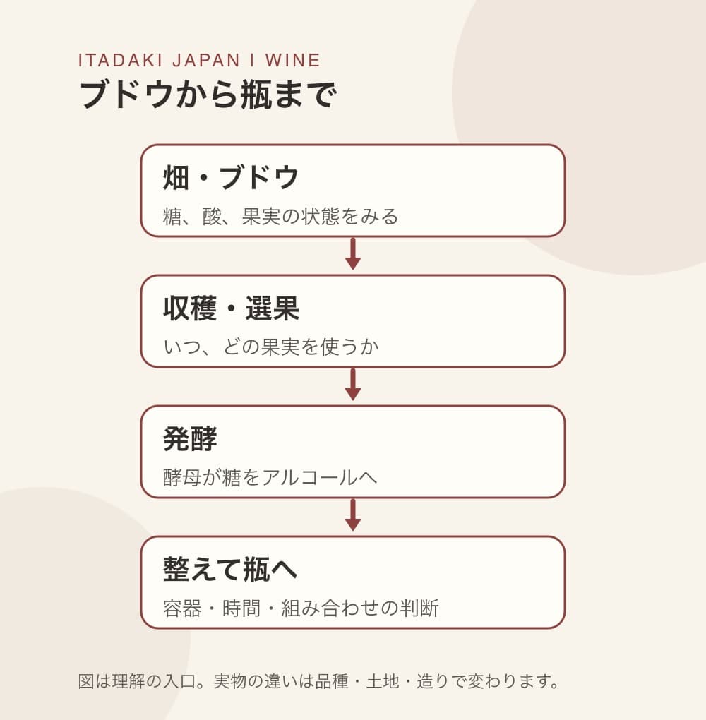 畑で育てる、収穫し選ぶ、果汁を発酵、整え瓶へという4段階のワイン製造概念図